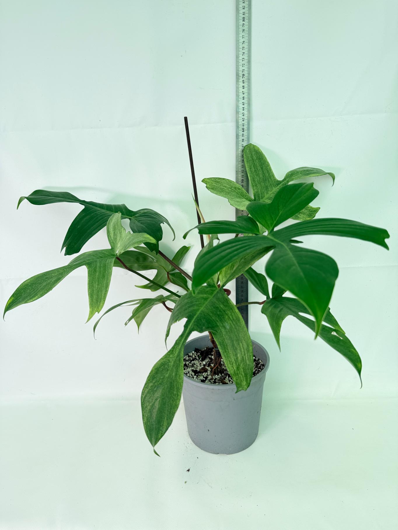 Philodendron florida ghost XL 04