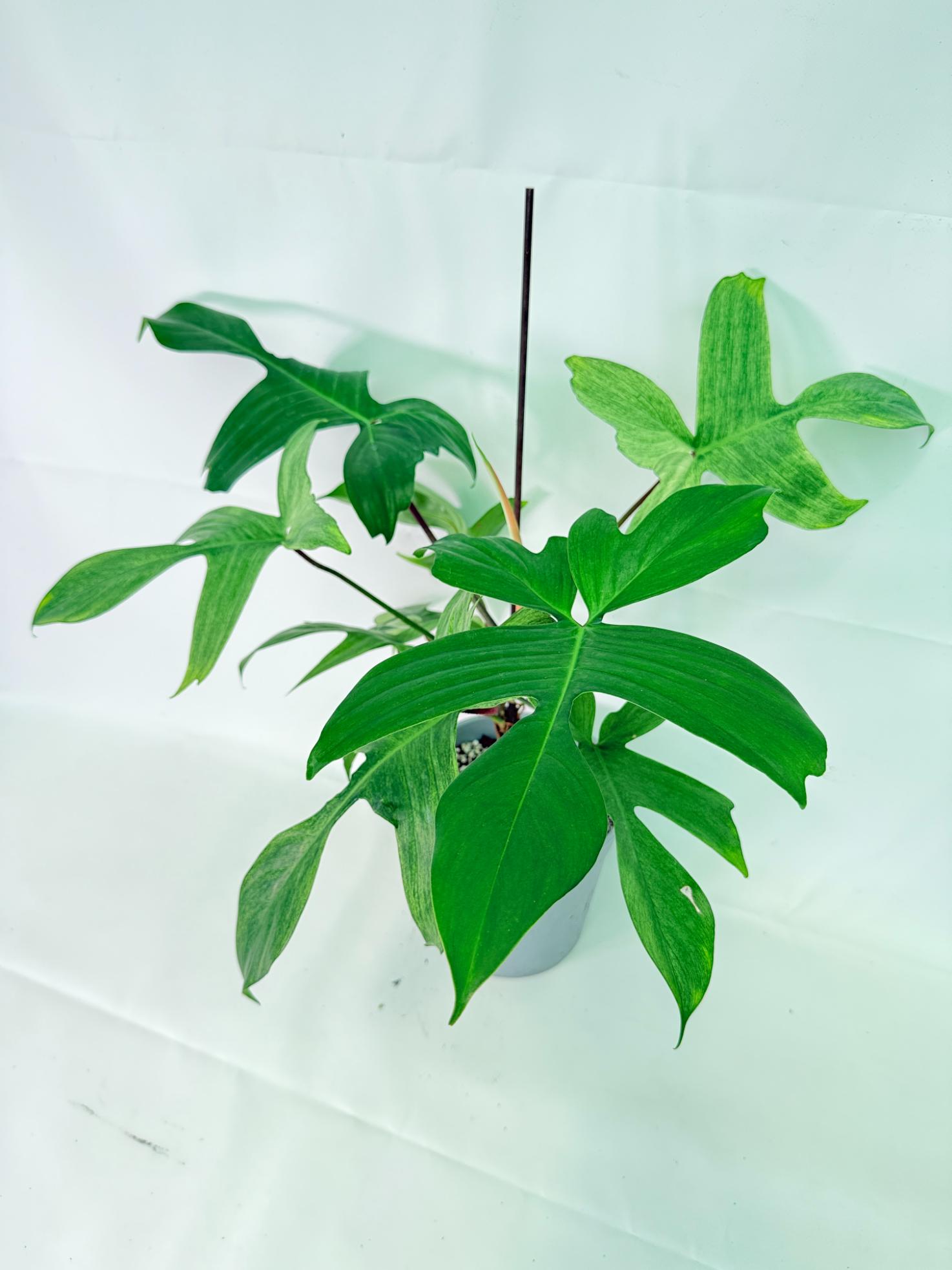 Philodendron florida ghost XL 03