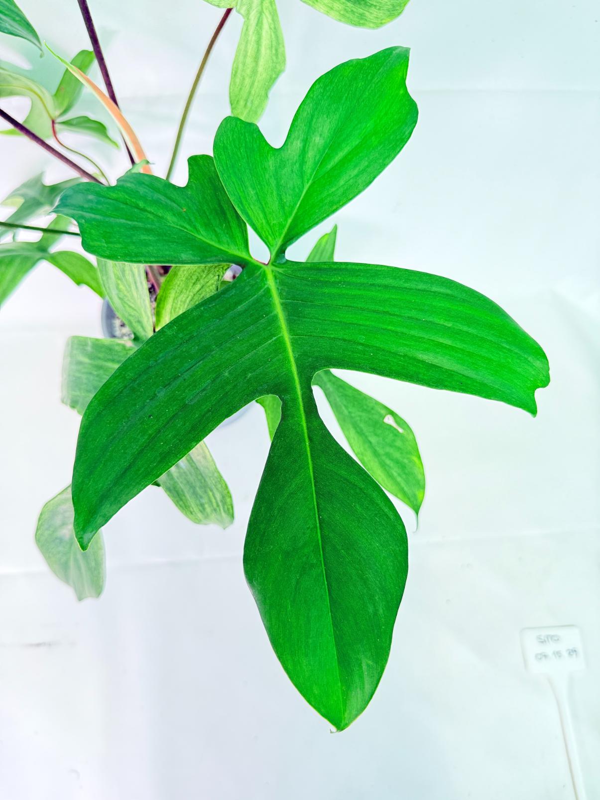 Philodendron florida ghost XL 05