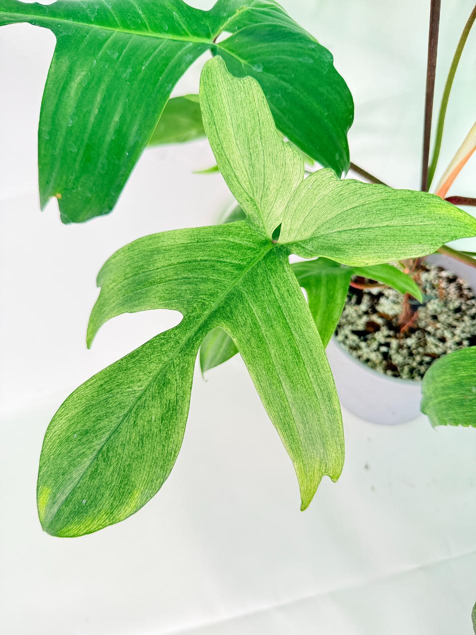 Philodendron florida ghost XL 01