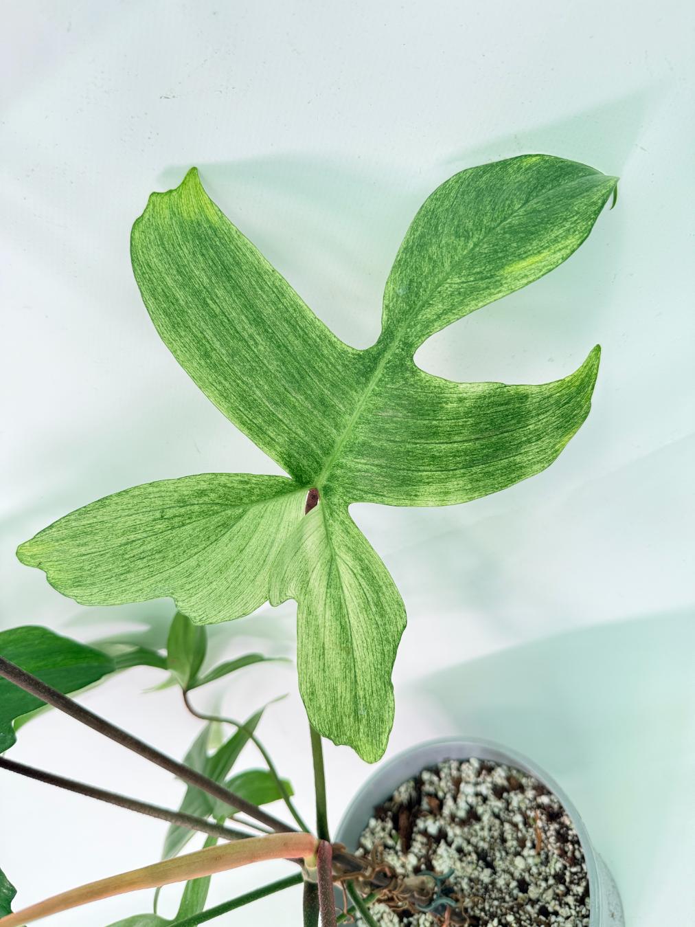 Philodendron florida ghost XL 06