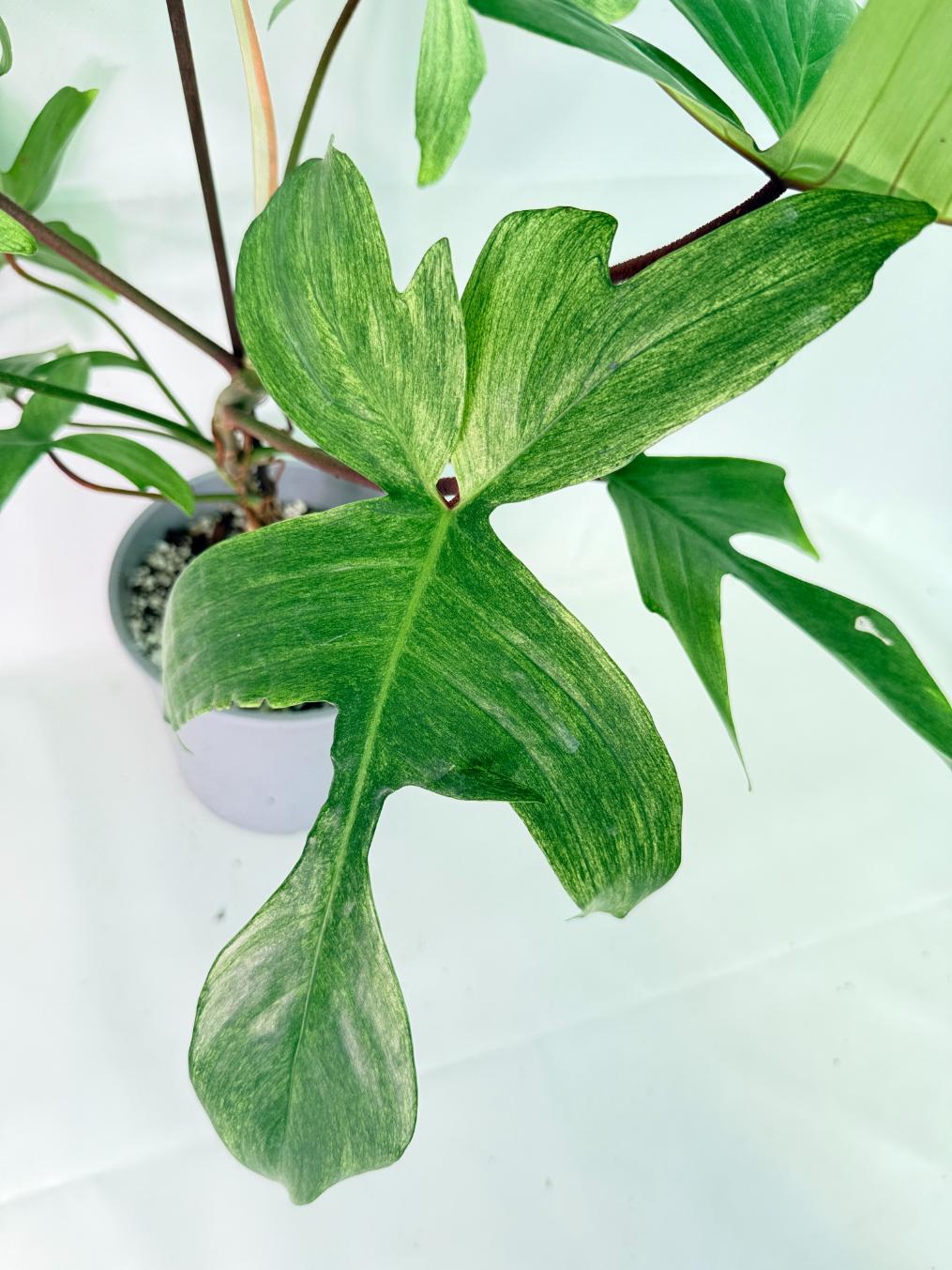 Philodendron florida ghost XL 07