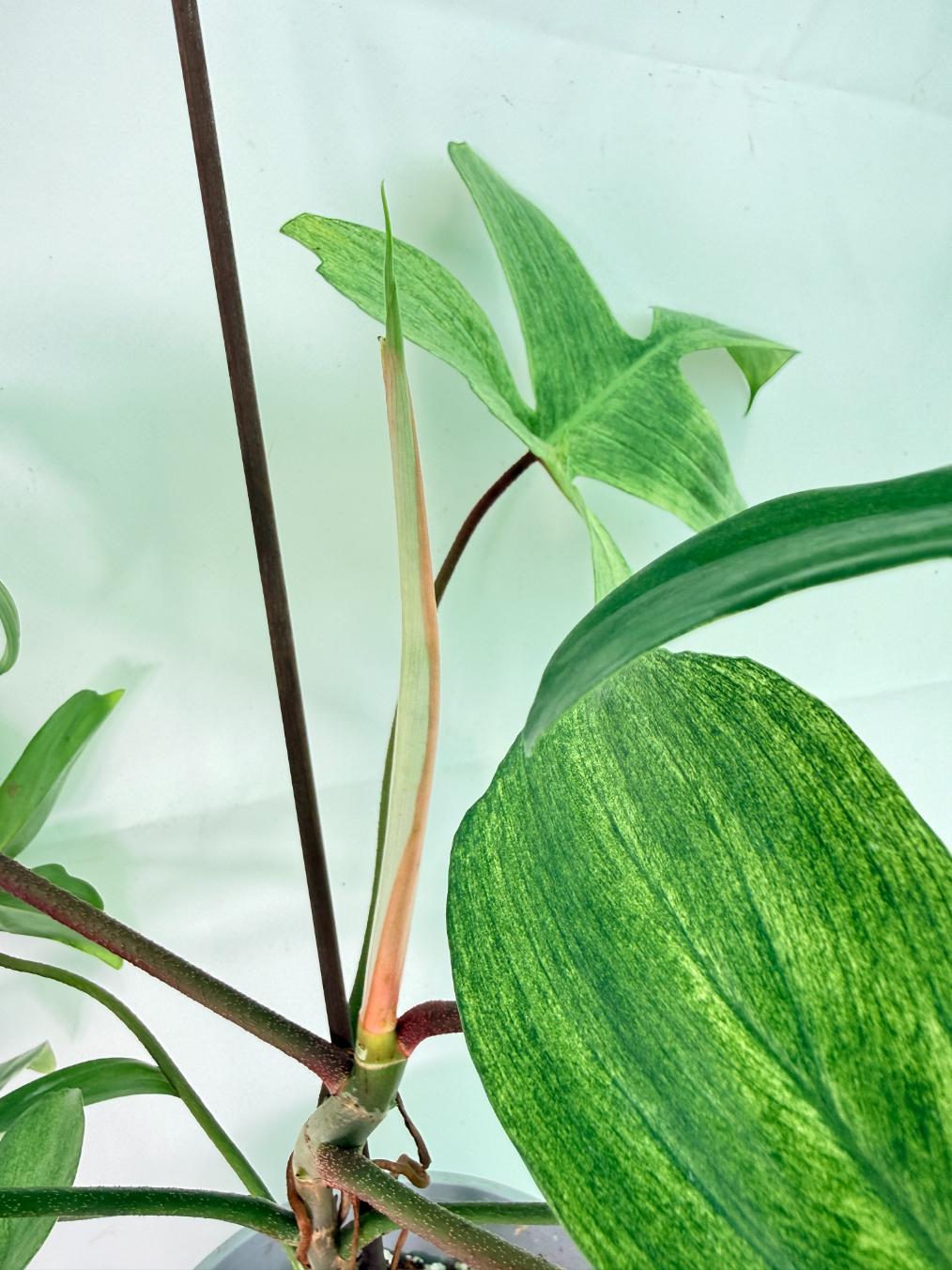 Philodendron florida ghost XL 08