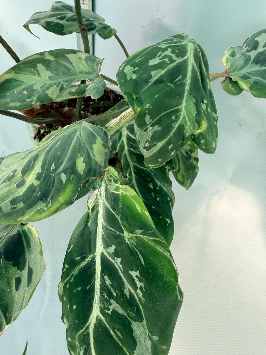 Philodendron Gloriosum Variegata 6