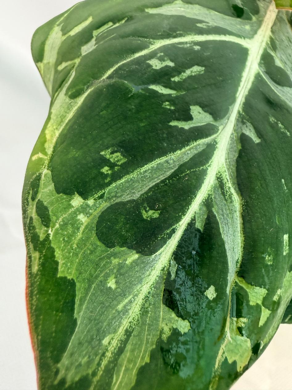 Philodendron Gloriosum Variegata 2