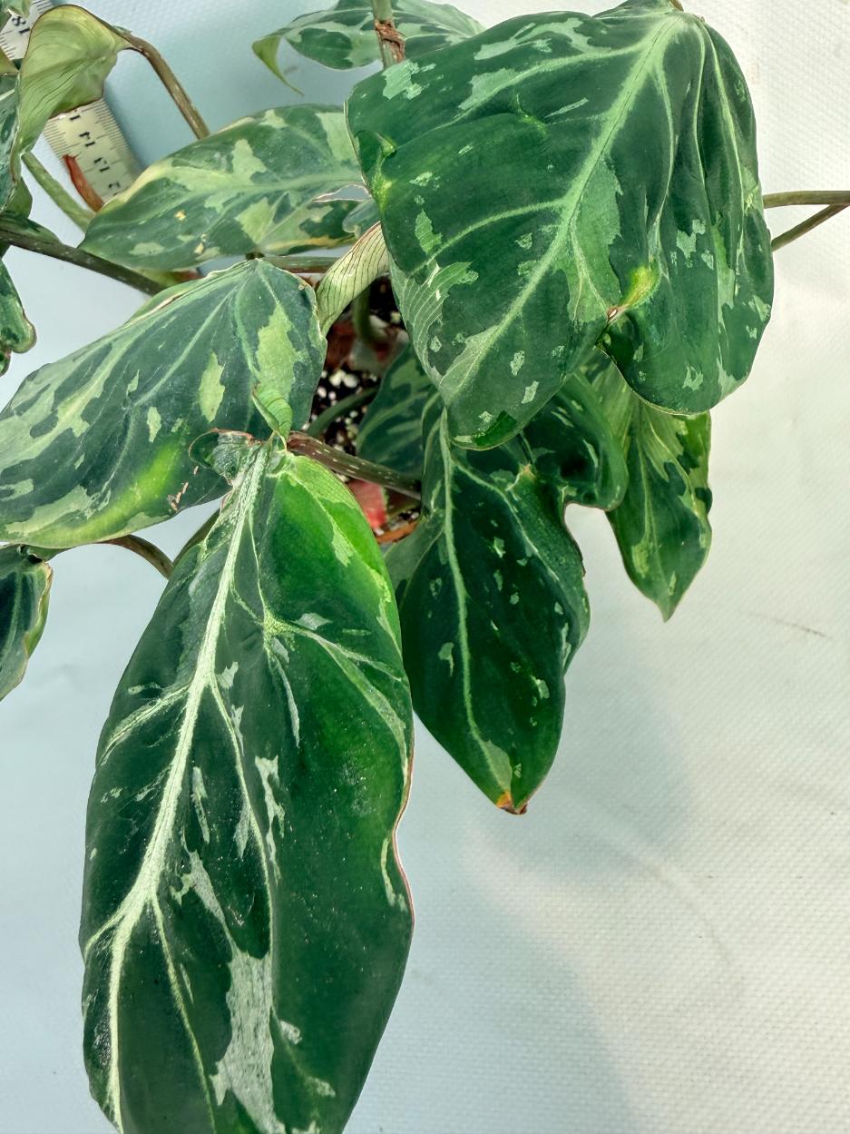 Philodendron Gloriosum Variegata 3