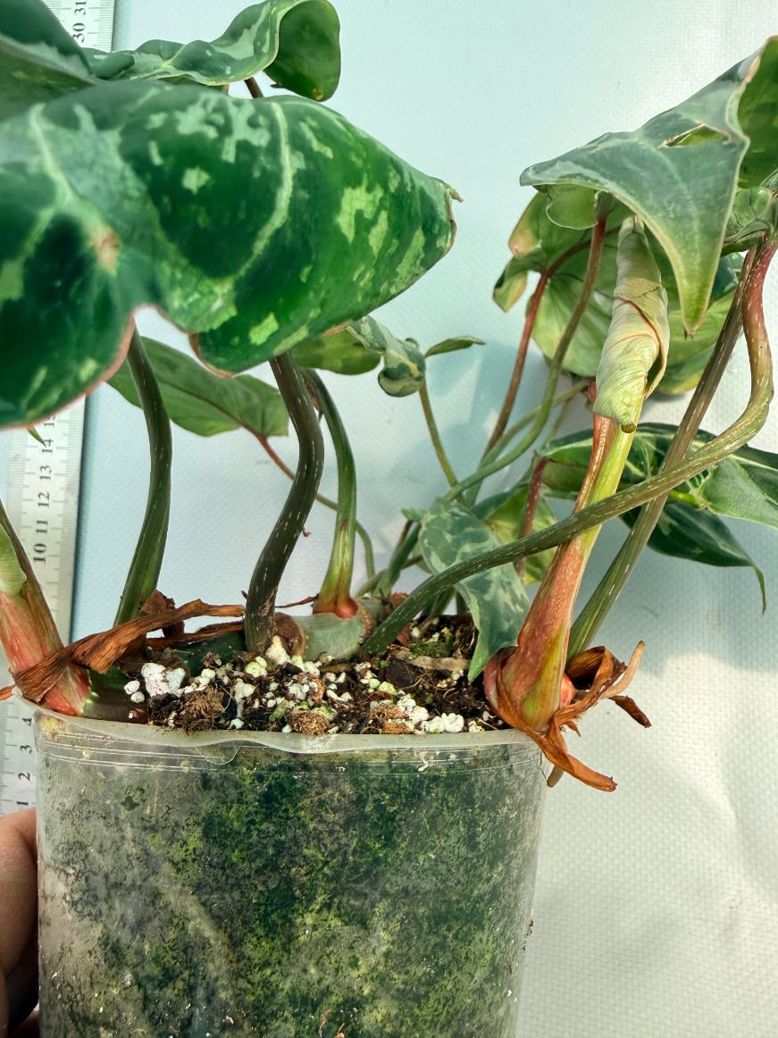 Philodendron Gloriosum Variegata 7