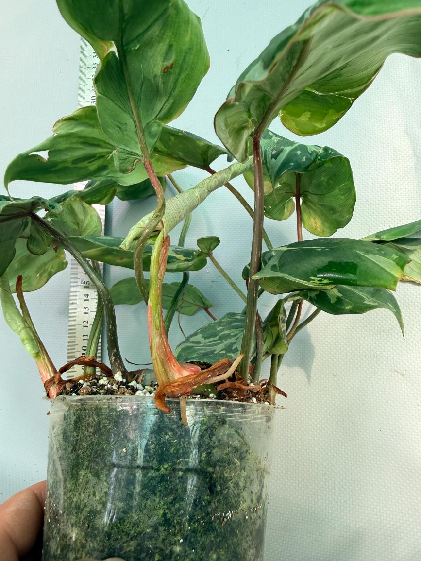 Philodendron Gloriosum Variegata 10
