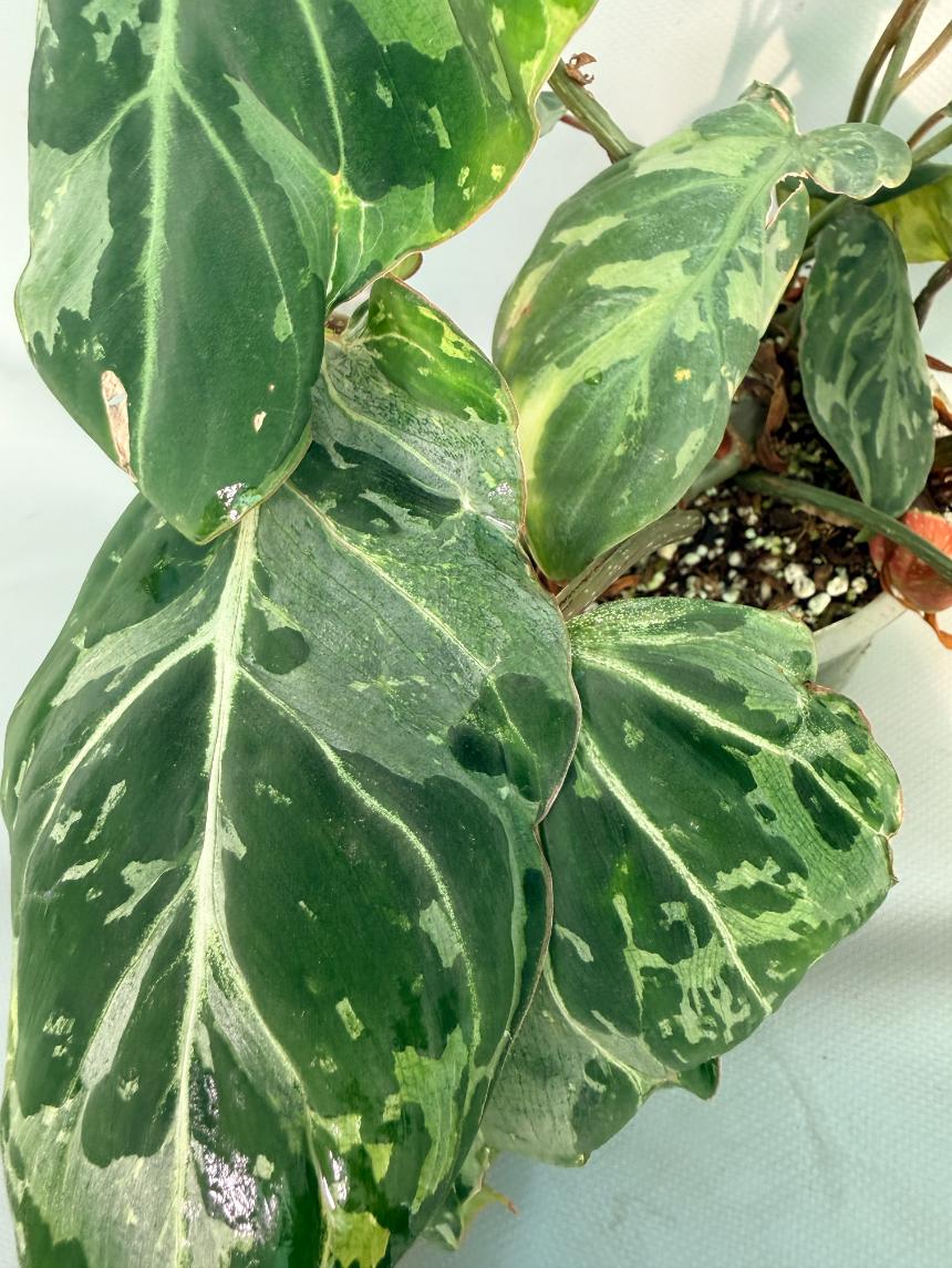 Philodendron Gloriosum Variegata 4