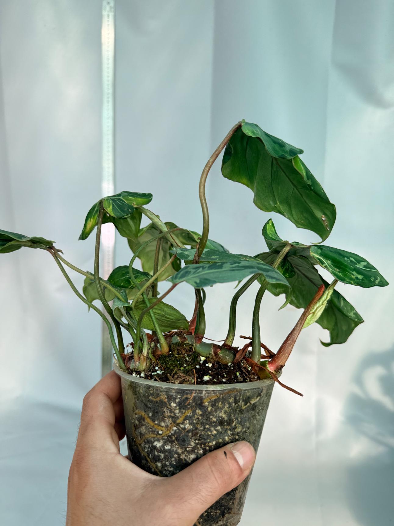 Philodendron Gloriosum Variegata 9