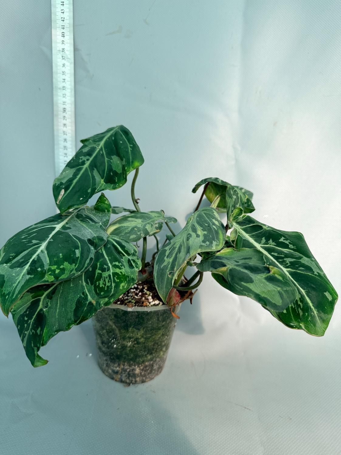 Philodendron Gloriosum Variegata 1