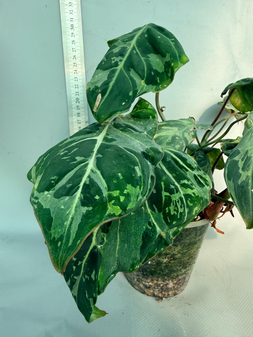Philodendron Gloriosum Variegata 5