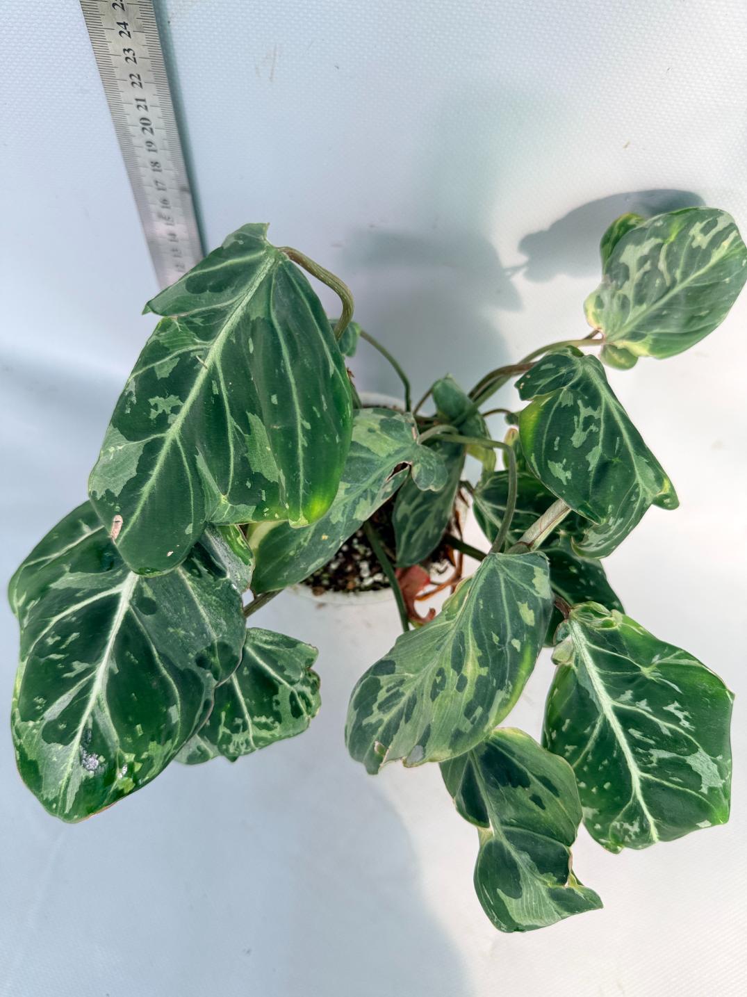 Philodendron Gloriosum Variegata 8