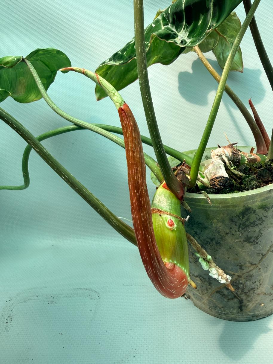Philodendron Gloriosum Variegata 07