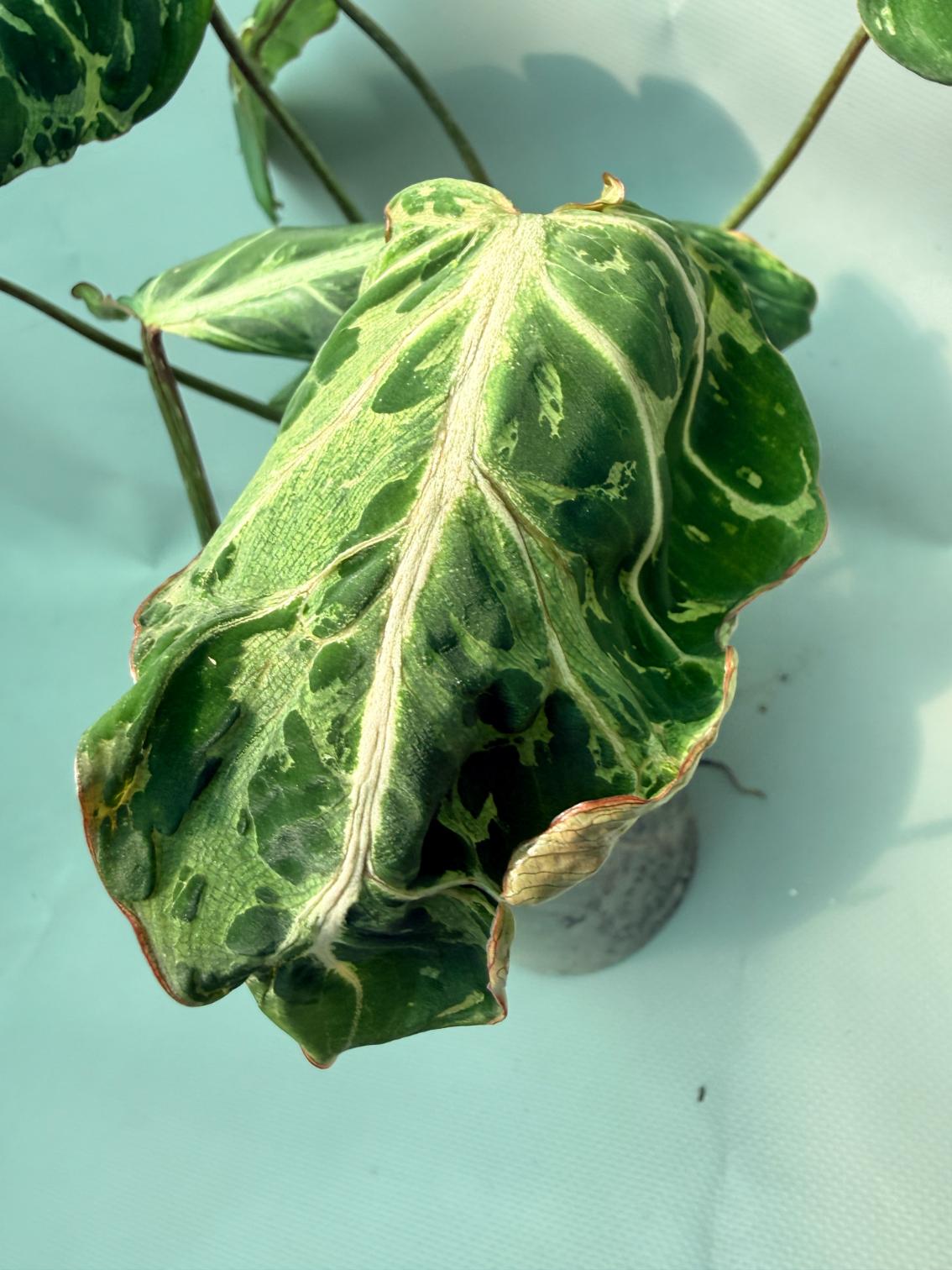 Philodendron Gloriosum Variegata 08
