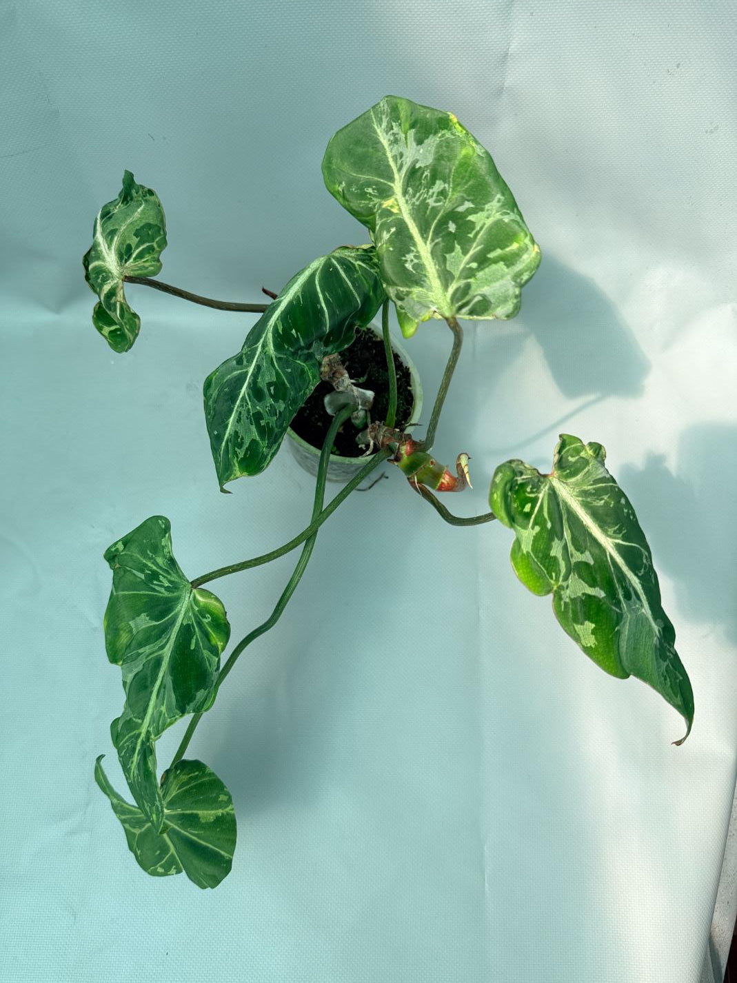Philodendron Gloriosum Variegata 02