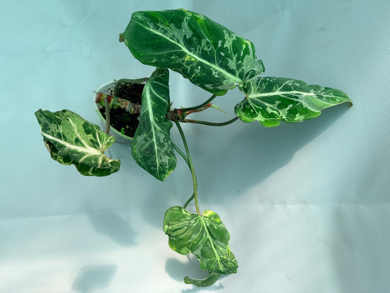 Philodendron Gloriosum Variegata03