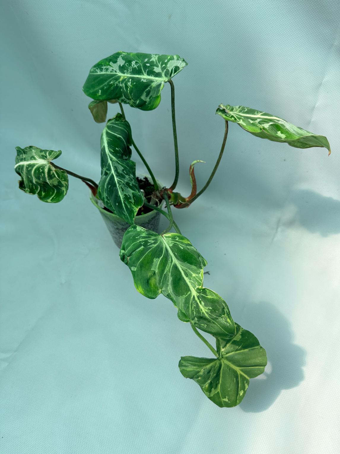 Philodendron Gloriosum Variegata 01