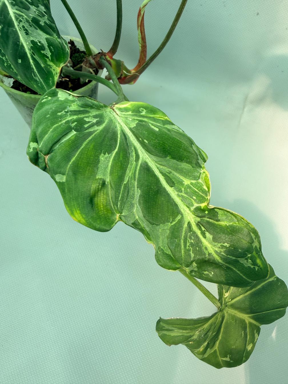 Philodendron Gloriosum Variegata 04