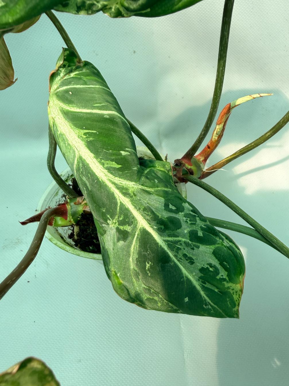 Philodendron Gloriosum Variegata 05