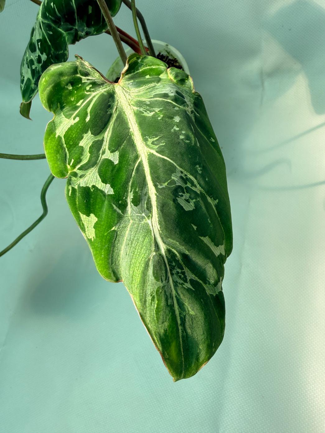 Philodendron Gloriosum Variegata 06
