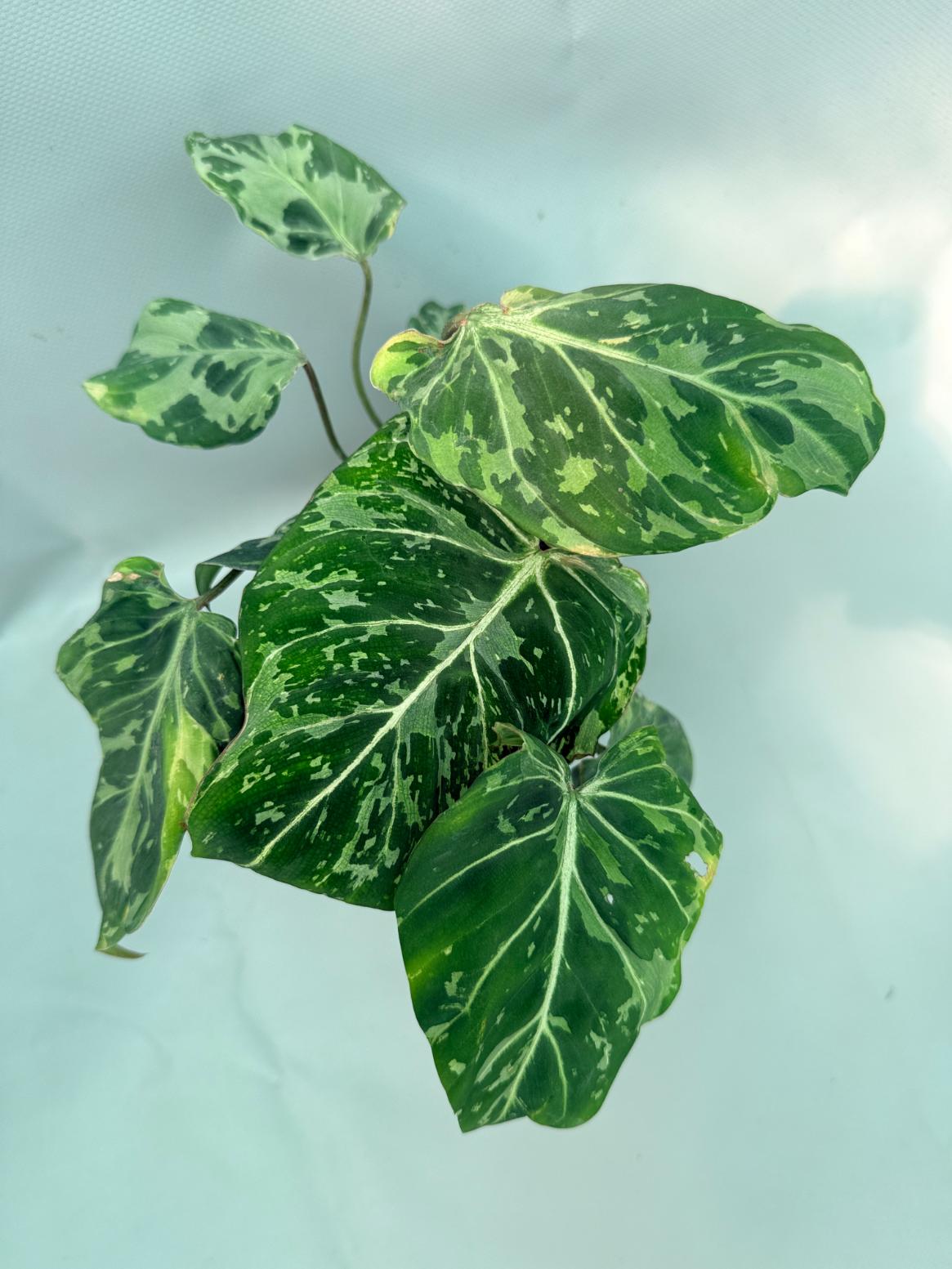 Philodendron Gloriosum Variegata 01