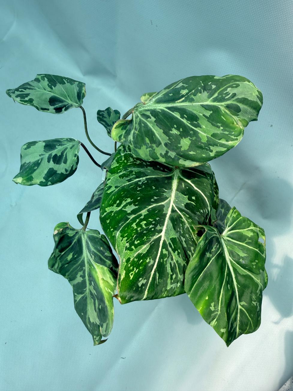 Philodendron Gloriosum Variegata 02