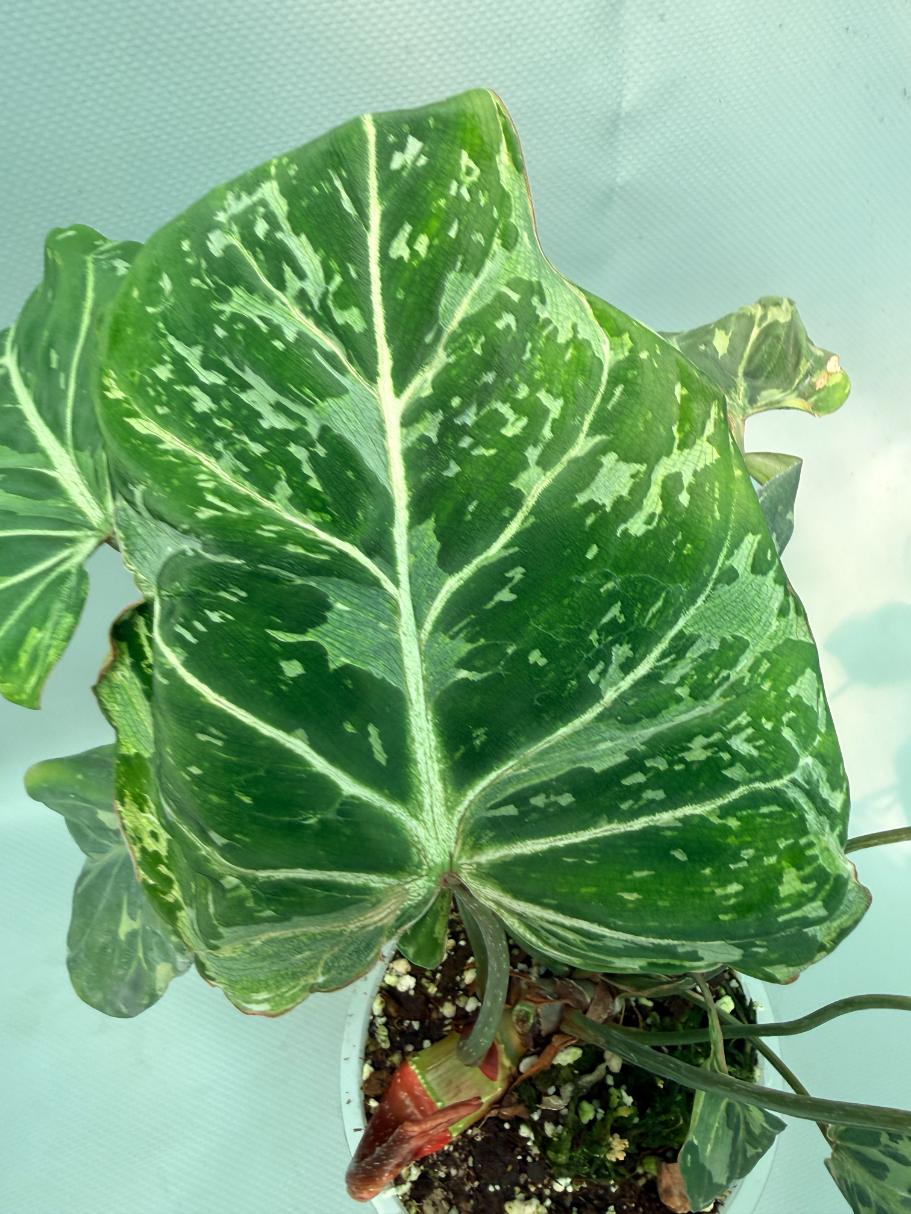 Philodendron Gloriosum Variegata 03