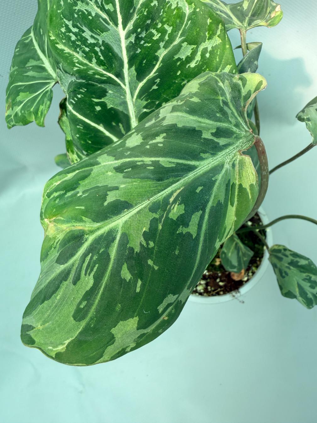 Philodendron Gloriosum Variegata 04