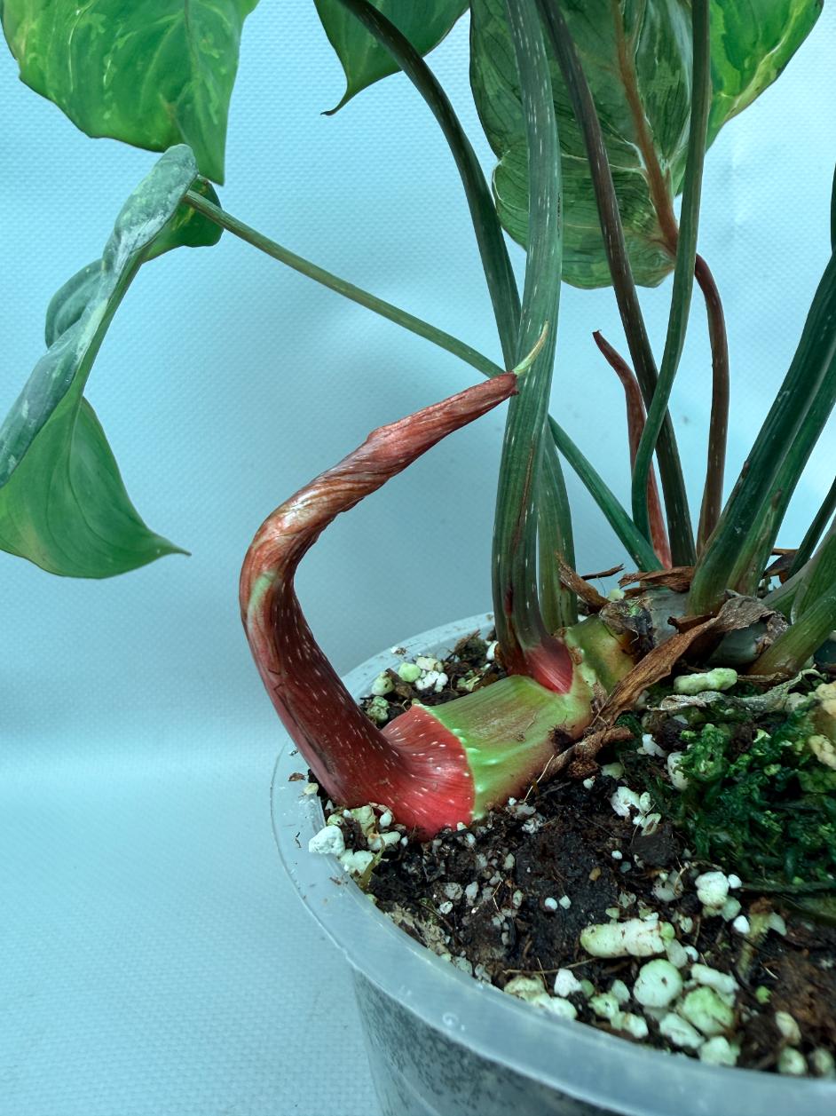 Philodendron Gloriosum Variegata 05