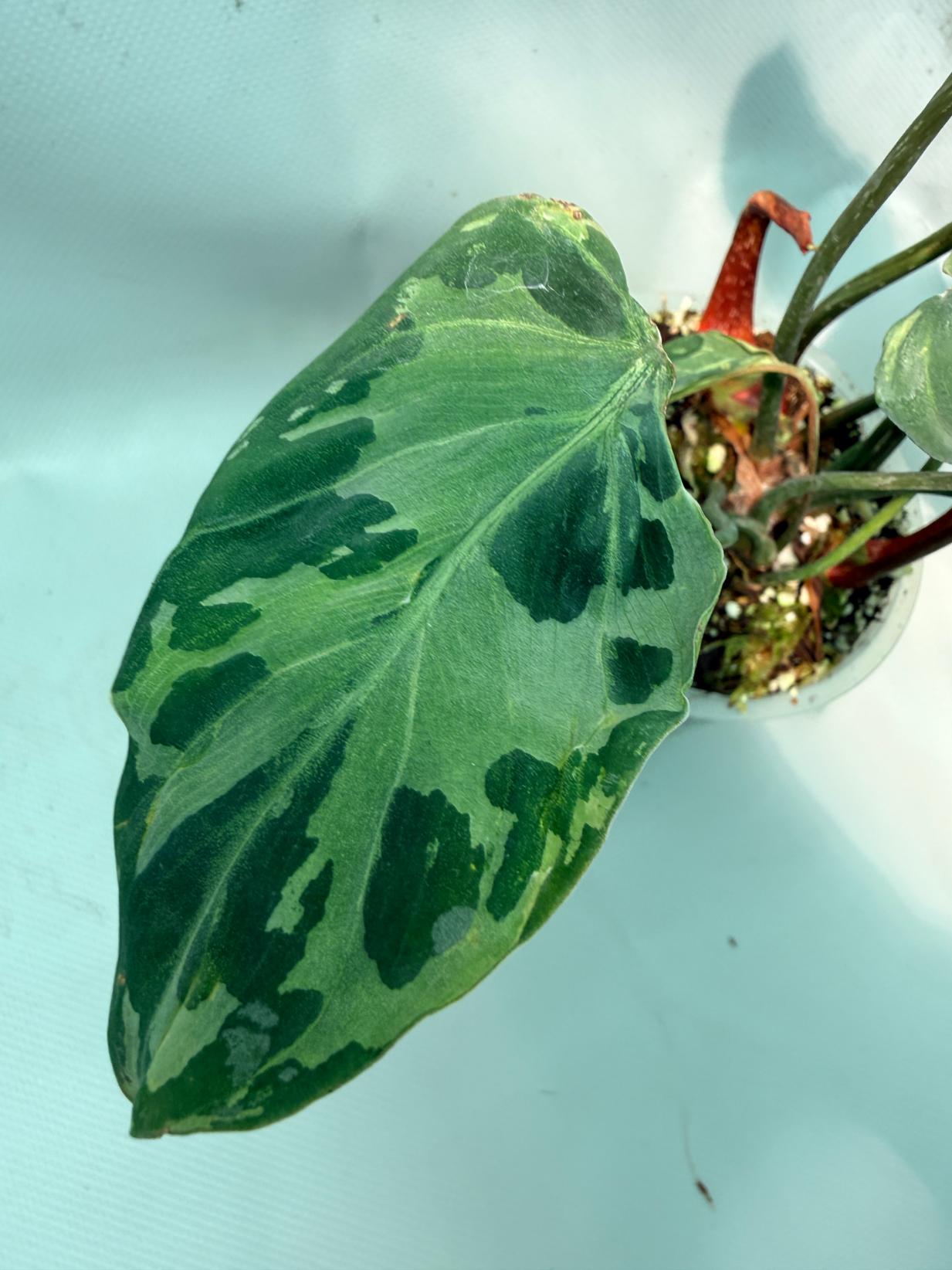 Philodendron Gloriosum Variegata 07