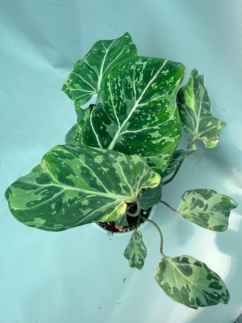 Philodendron Gloriosum Variegata 09