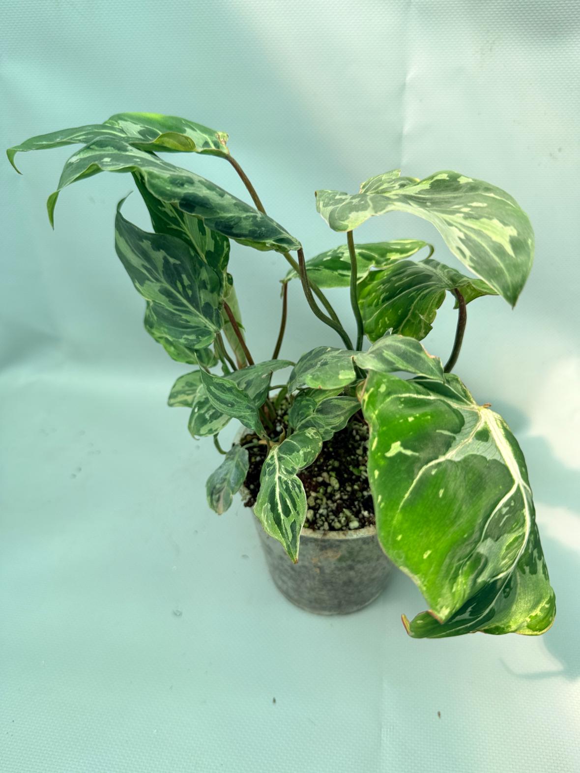 Philodendron Gloriosum Variegata 02
