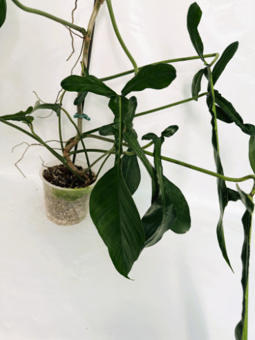 Philodendron_joepii