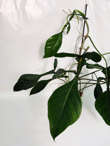 Philodendron_joepii