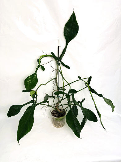 Philodendron_joepii