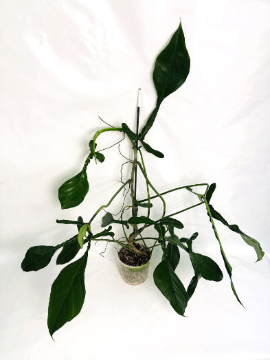 Philodendron_joepii