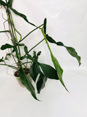 Philodendron_joepii