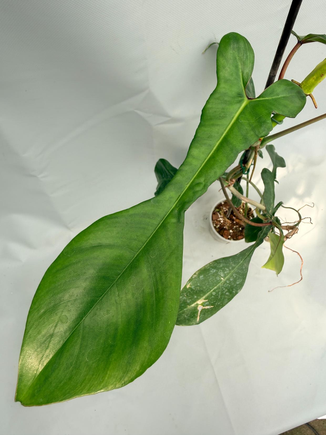 Philodendron Joepii  XL