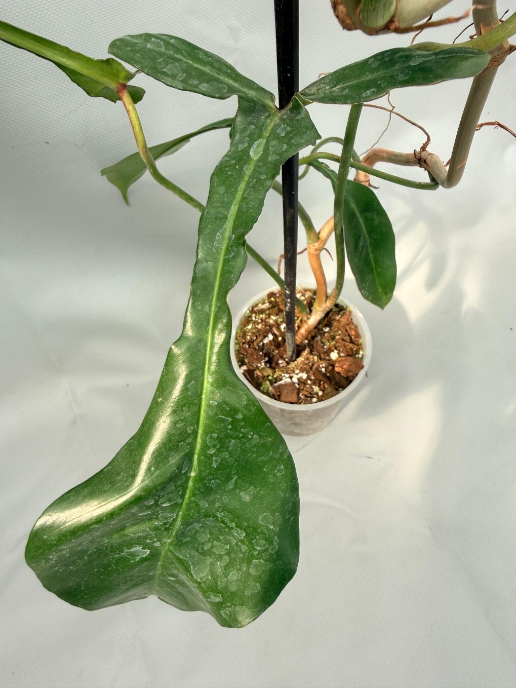 Philodendron Joepii  XL