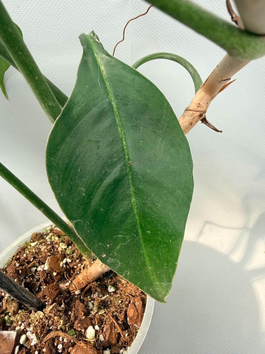 Philodendron Joepii  XL