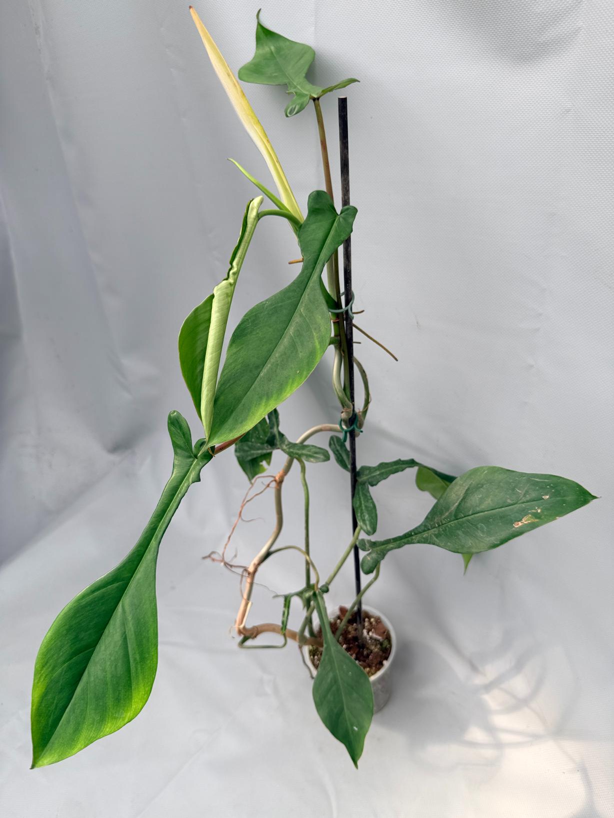 Philodendron Joepii  XL