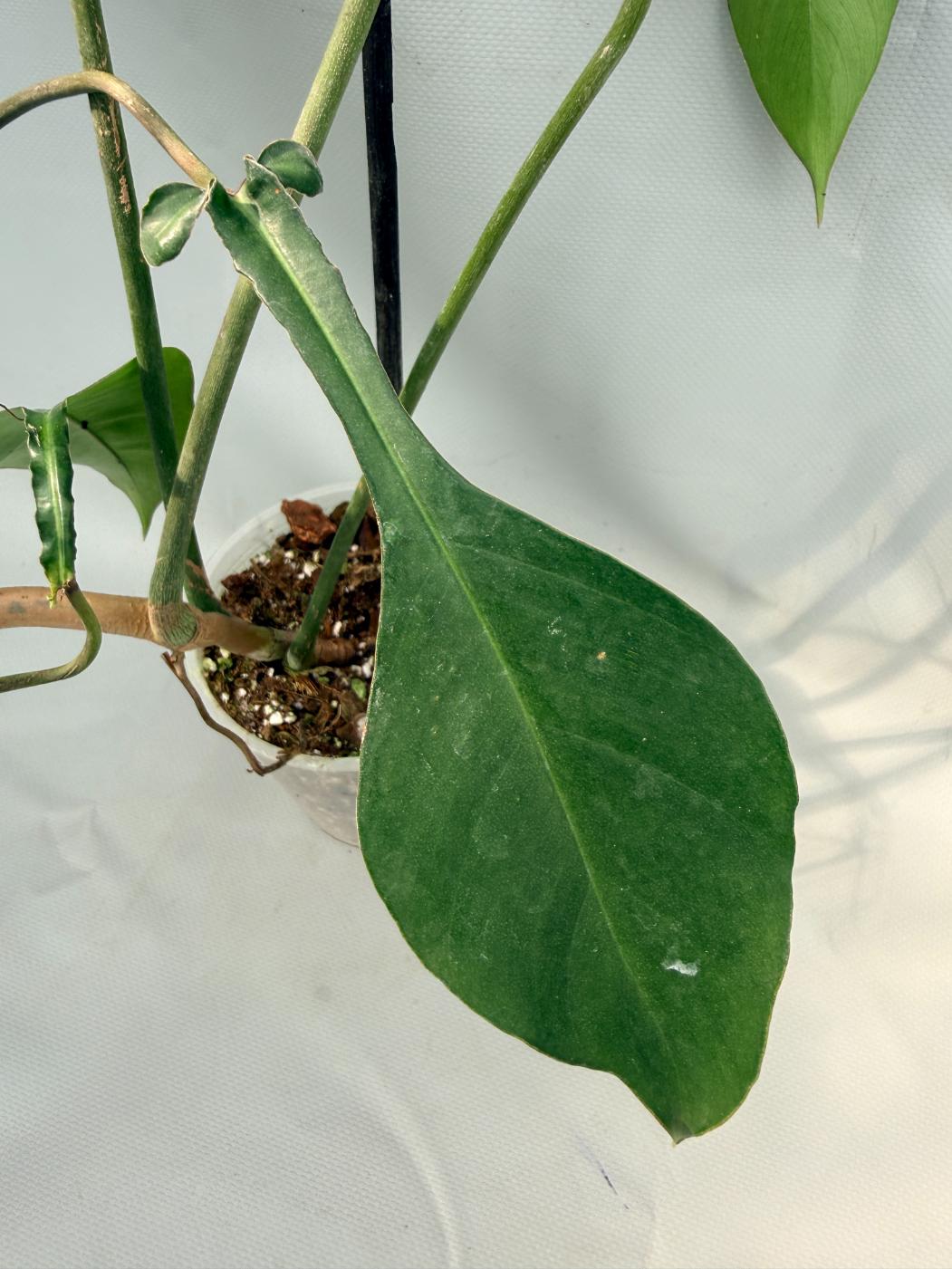 Philodendron Joepii  XL