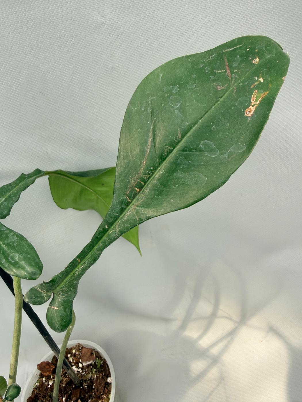 Philodendron Joepii  XL