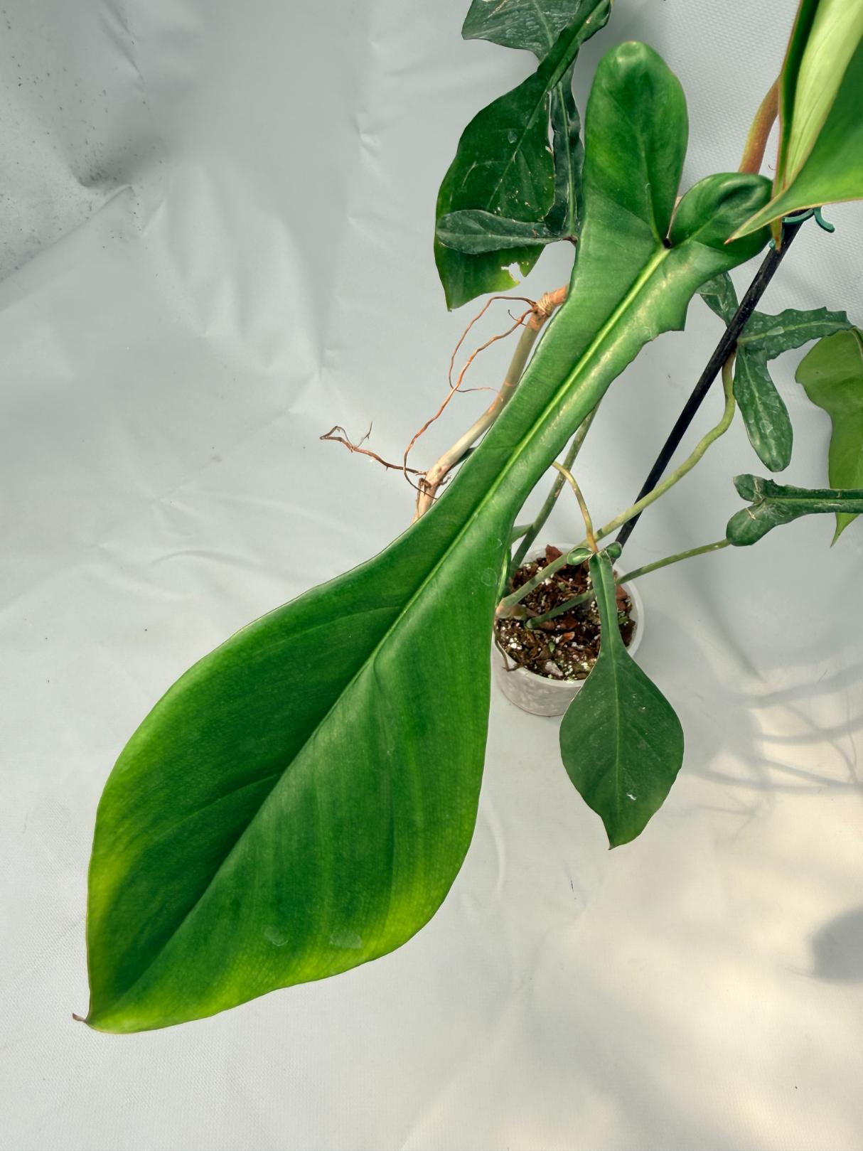 Philodendron Joepii  XL