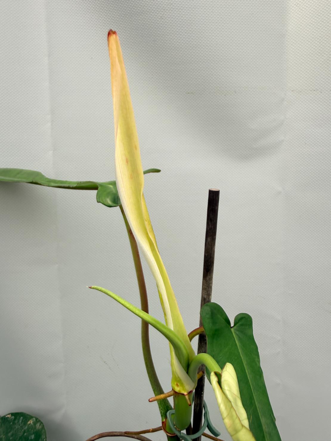 Philodendron Joepii  XL
