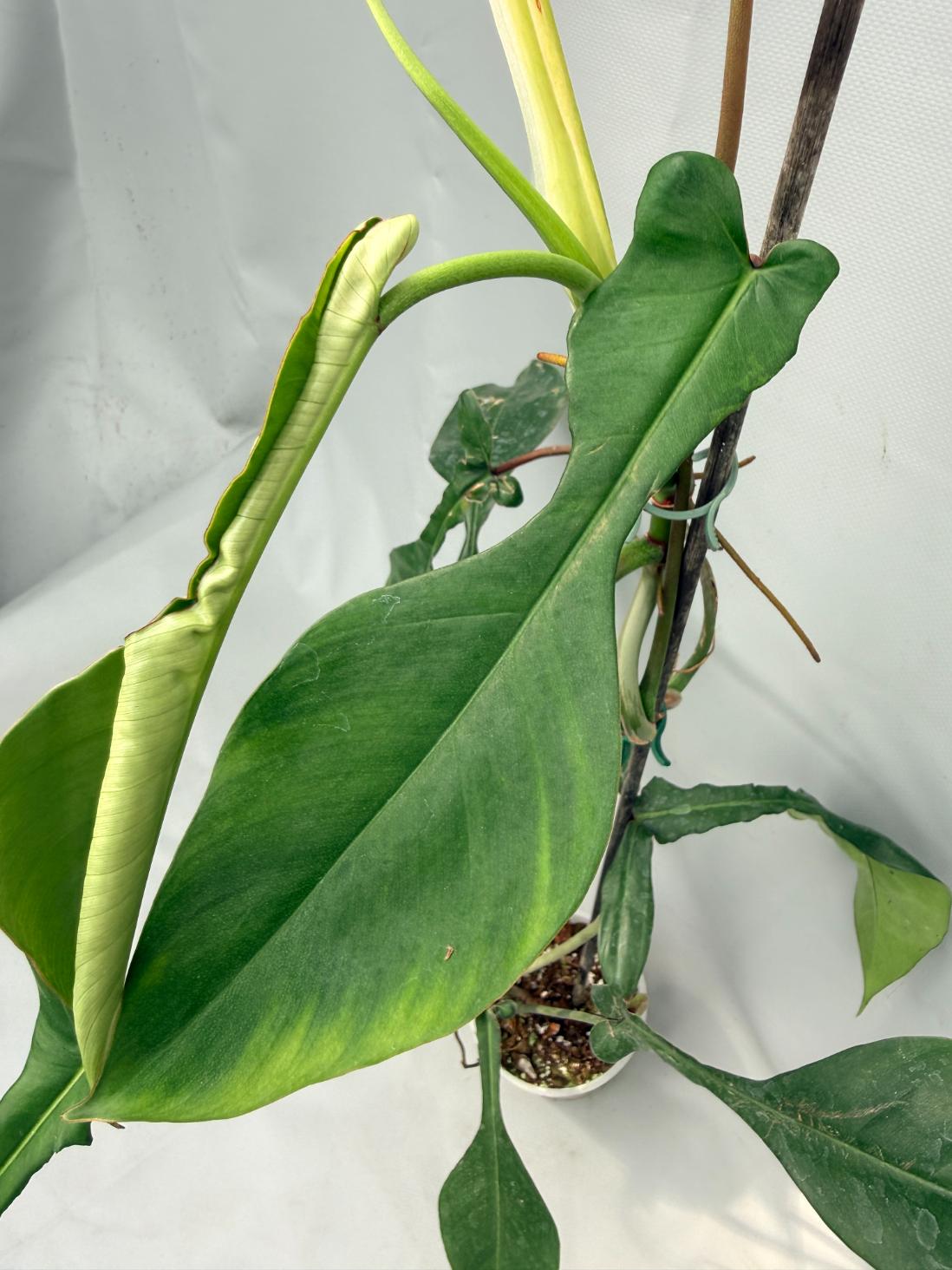 Philodendron Joepii  XL