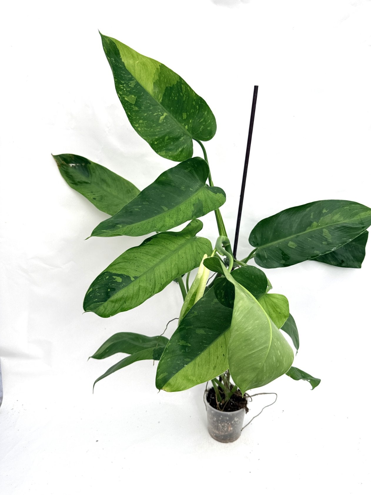 Philodendron_jose_buono