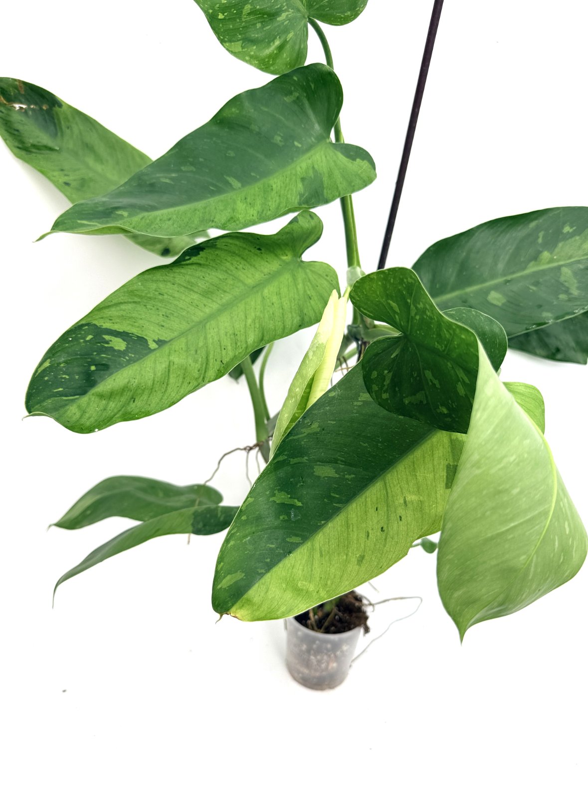 Philodendron_jose_buono