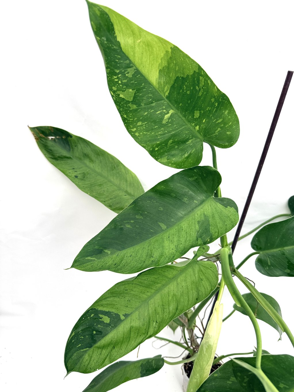 Philodendron_jose_buono